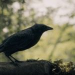 Crow perched in the woods in FROM Season 4 Episode 3