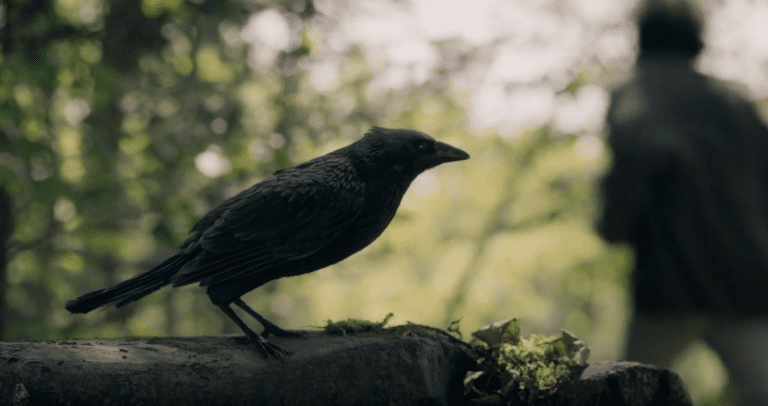 Crow perched in the woods in FROM Season 4 Episode 3