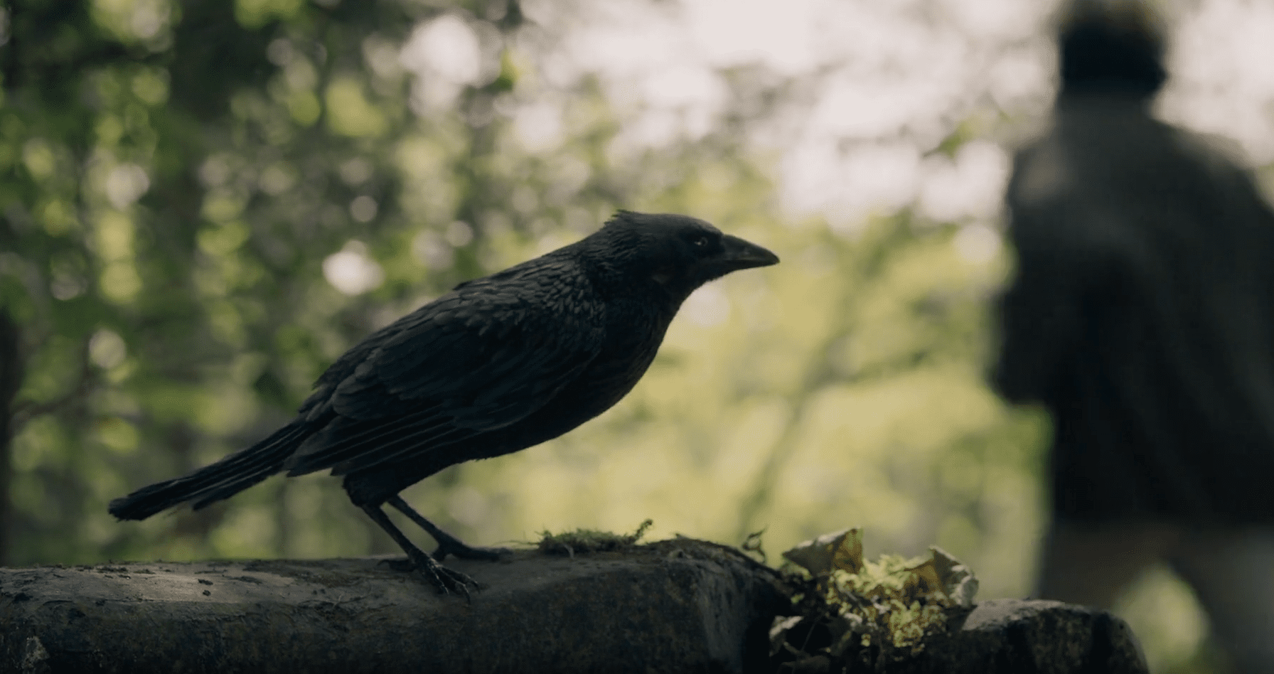 Crow perched in the woods in FROM Season 4 Episode 3